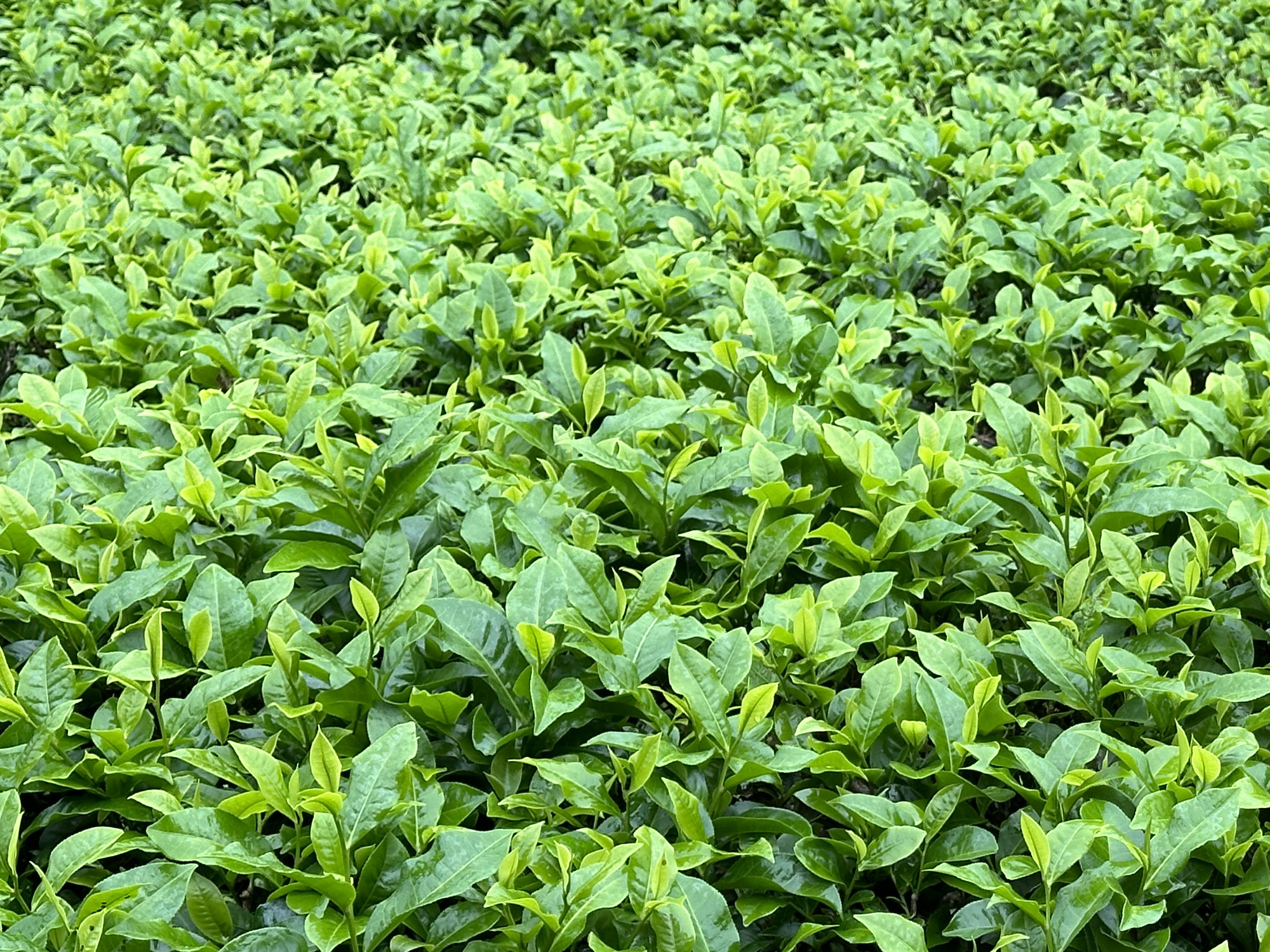 紅玉紅茶