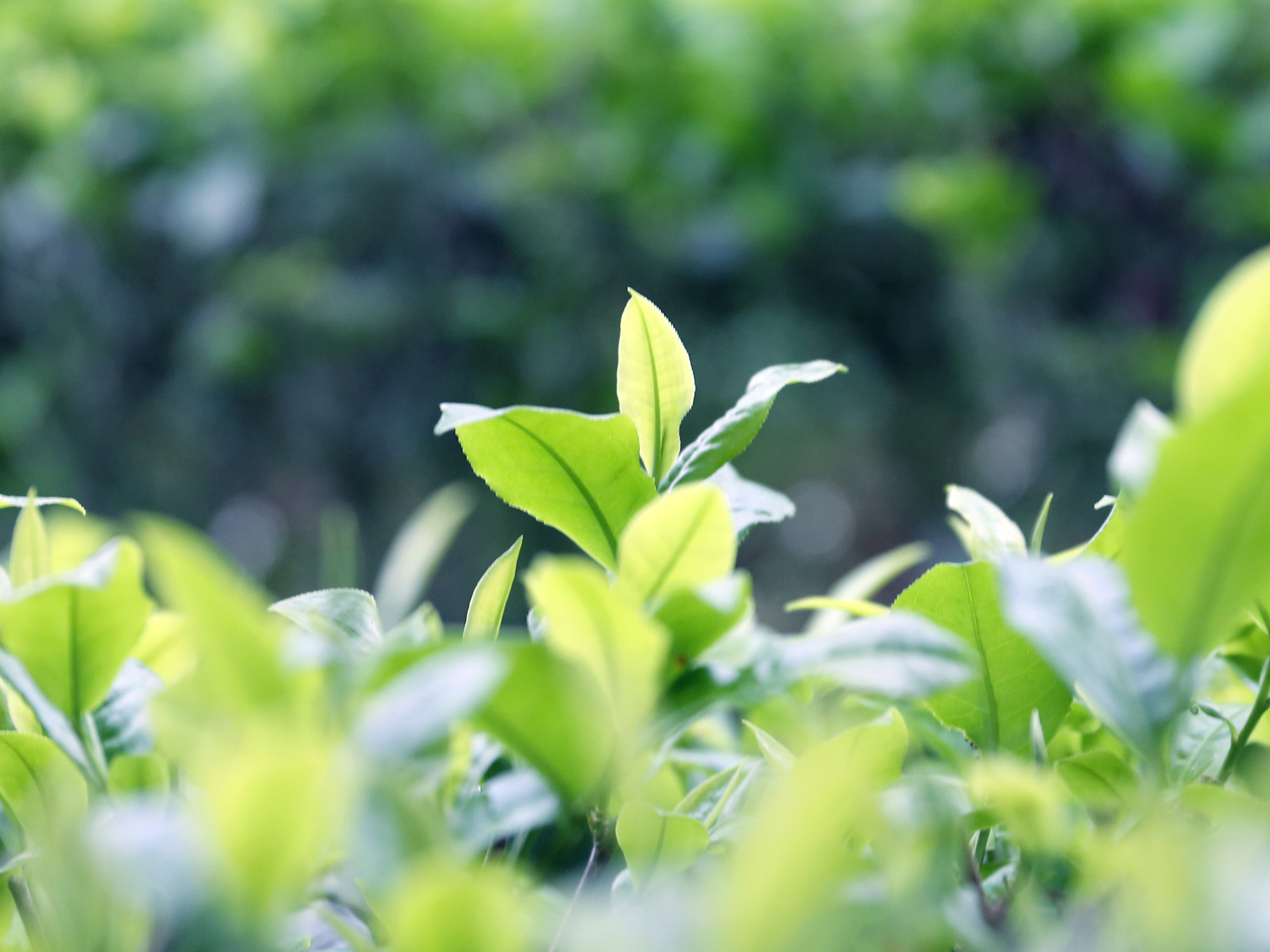 紫芽山茶